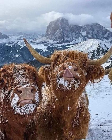 Highland Cow Photography, Highland Cow Pictures, Pet Cows, Cow Photography, Cow Wallpaper, Scottish Cow, Cow Photos, Cutee Animals, Mini Cows