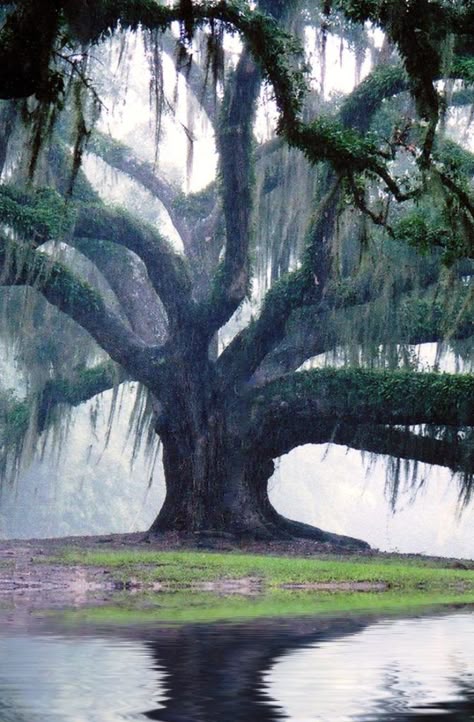 Oak Tree at Jungle Gardens located on Avery Island Avery Island, New Orleans Garden District, Most Beautiful Places To Visit, Jungle Gardens, Trailer Remodel, Beautiful Places On Earth, Unique Trees, Nature Tree, 판타지 아트