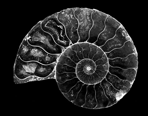 https://flic.kr/p/JtcXq6 | 024693763427-101-Ammonite Shell  Fossil Stone-5-Black and White | More tabletop macro photography.  Fossil of a Ammonite shell of a extinct sea creature.  Example of the golden ratio spiral in nature. in Black and White Spiral In Nature, Golden Ratio Spiral, Geometric Tattoo Sleeve Designs, Spirals In Nature, Shell Fossil, Ammonite Shell, Scratchboard Art, Spiral Art, Sea Plants