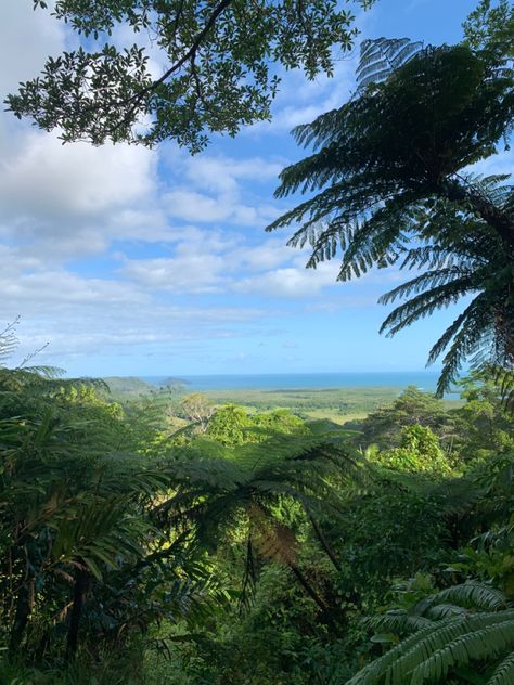 #daintree #rainforest #farnorthqueensland #travel #dreamlife #queensland #australia #roadtrip #dryseason #tropical #adventure #takemeback Tropical North Queensland, Daintree Rainforest Australia, Australia Roadtrip, Tropical Adventure, Daintree Rainforest, On The Ocean, Nature View, Animal Species, Unique Plants