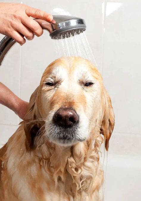 Dog Flea Remedies, Itchy Skin Relief, Female Dog In Heat, Grooming Dogs, Best Dog Shampoo, Dog In Heat, Dog Grooming Tips, Grooming Salon, Dog Wash