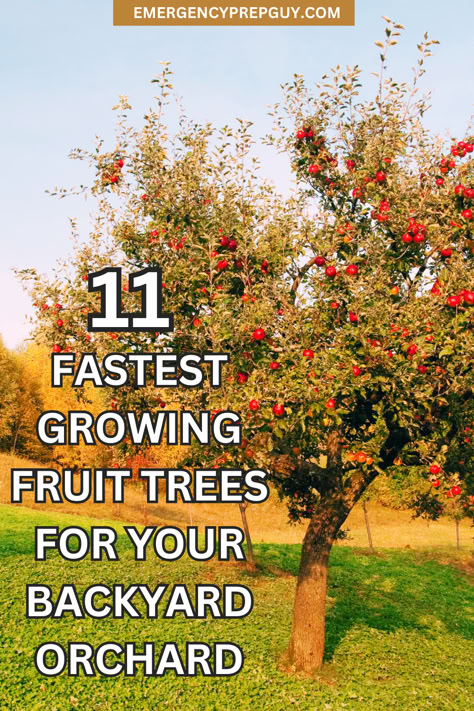 A lush apple tree laden with fruit in a backyard orchard, illustrating prepper garden ideas focused on gardening for self-sufficiency. Small Fruit Tree Orchard, Best Trees For Homestead, Fruit Garden Ideas Landscapes, Orchard Ideas Backyard, Orchard Garden Ideas, Tree Raised Bed, Low Maintenance Fruit Trees, Mini Backyard Orchard, Garden Fruit Trees Design