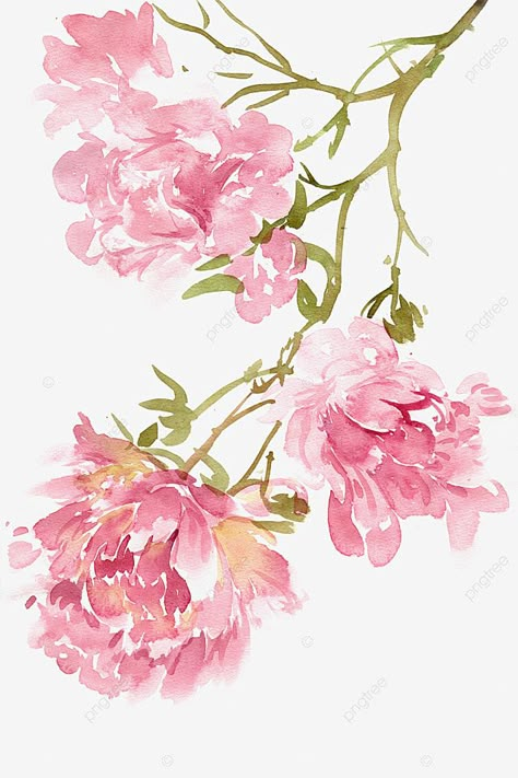 Flower Png Transparent, Peony Drawing, Pink Peony Flower, Pink Flowers Background, Watercolor Flower Background, Peony Art, Pink Png, Peony Painting, Pink Watercolor Flower