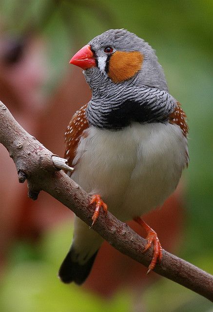 Zebra Finch. These birds are very easy to keep. Our finches mated, laid eggs and taught their young to fly in our aviary. Birds Photos, Finch Bird, Regard Animal, Colourful Birds, Zebra Finch, Finches Bird, Bird Sitting, Nature Pics, Finches