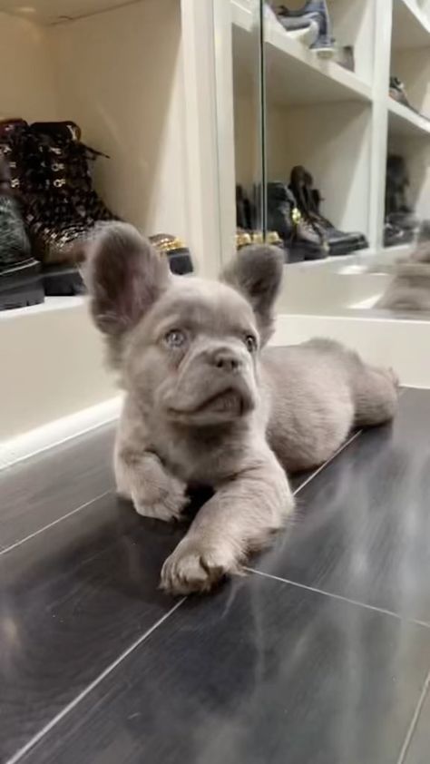 Dogs French Bulldog, Fluffy Frenchie Full Grown, Cute Animal Photos Puppys, Cute Frenchie Puppies, Long Haired Frenchie, Fluffy French Bulldog Full Grown, Frenchie Dog Names, Puppy French Bulldog, Fluffy Frenchie Puppy