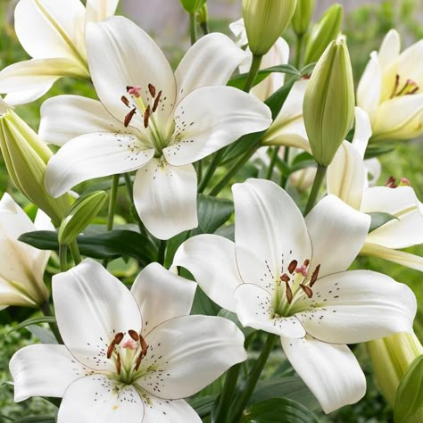 Van Zyverden, Types Of Lilies, White Lily Flower, Full Sun Perennials, Lily Bulbs, Sun Perennials, Asiatic Lilies, Easter Lily, Survival Gardening