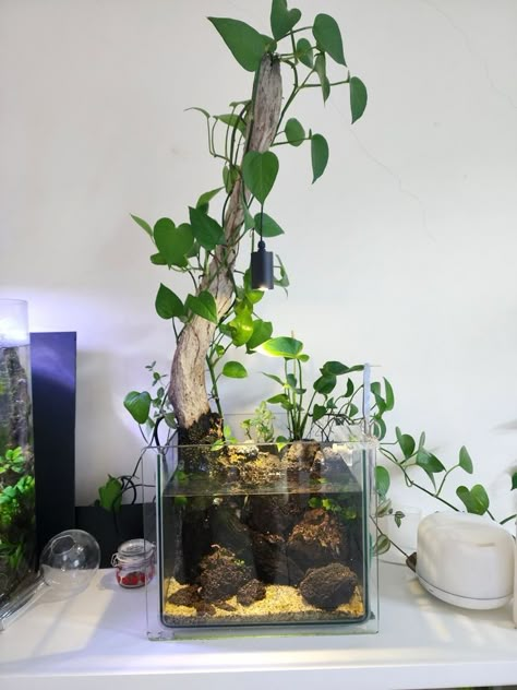 House Plants In Fish Tank, Cool Fish Tank Decorations, Aqua Scaping, Biotope Aquarium, Tank Terrarium, Fish Tank Themes, Aquarium Garden, Fish Tank Terrarium, Cool Fish Tanks