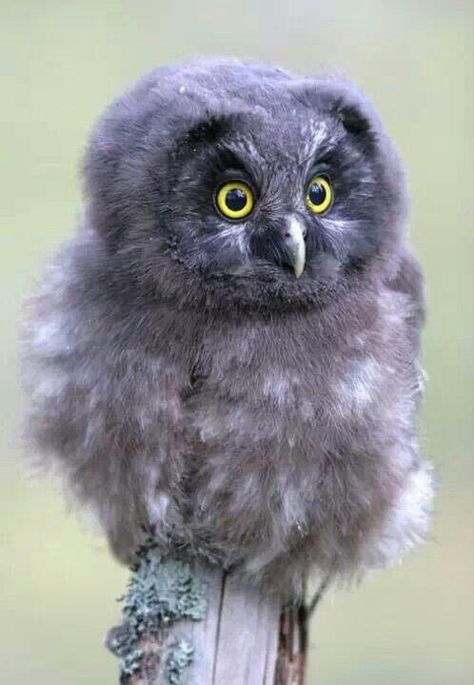 Chick Owl Boreal Owl, Awesome Owls, Baby Owl, Hoot Owl, Owl Pictures, Beautiful Owl, Gorgeous Flowers, Owl Bird, Baby Owls