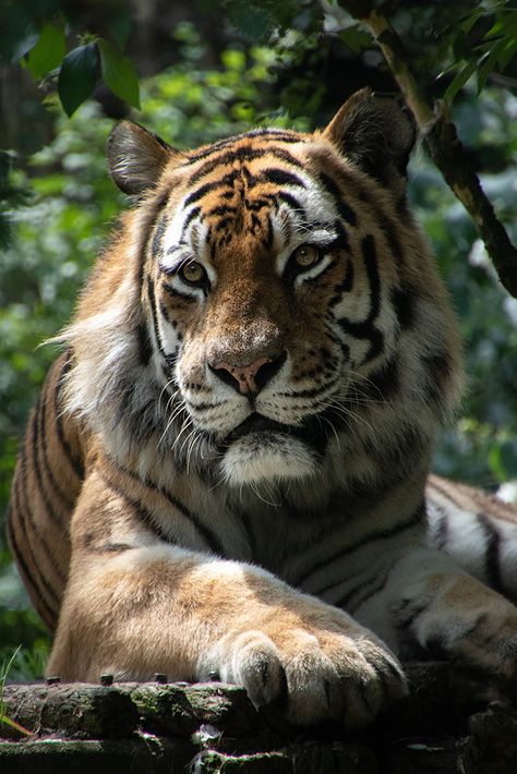 Siberische tijgerSiberian Tiger  MAGNIFIC ANIMAL!!!!!!!!!!!!!!!!!!!!!!!!!!!!!!!!!! Animals Rescue, Amur Tiger, Cat Species, Brown Tiger, Cats Cradle, Black Lion, Cats Eye Stone, Perfect Model, Big Cat