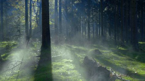 cinemagraph gif nature cinemagraph smoke forest perfect loop trees cinemagraphs dawn fog moss videography mist living stills Forest Gif, Nature Gifs, Leaves Photo, Ancient Kingdom, Aesthetic Gifs, Misty Forest, Gif Hunt, Nature Gif, Aesthetic Gif