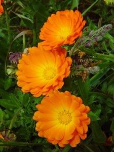 Pest Repellent, October Birth Flowers, Camping Family, Calendula Flower, Bug Spray, Have Inspiration, Medicinal Herbs, Edible Flowers, The Grass