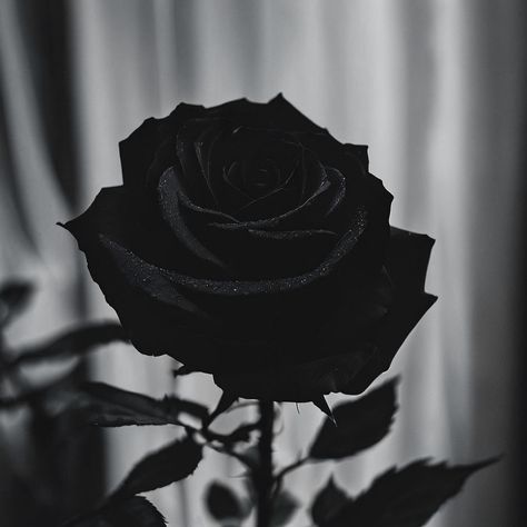 Ai created black rose nature photography #blackrose #gothaesthetic #rose #flowerphotography Gothic Romance Aesthetic, Dark Roses Tattoo, Rose Aesthetic, Vampire Romances, Gothic Rose, Aesthetic Roses, Rosé Aesthetic, Slytherin Aesthetic, Gothic Romance