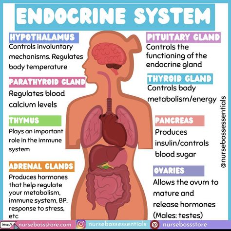 Parathyroid Gland, Endocrine System Nursing, Nursing School Studying Cheat Sheets, Endocrine Glands, The Endocrine System, Nursing School Essential, Nursing Study Guide, Medical School Life, Basic Anatomy And Physiology