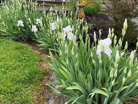 Landscaping with Hostas and Daylilies A Beautiful Combination Day Lily Garden Ideas Flower Beds, Lily Garden Ideas Flower Beds, Day Lilies Landscaping, Landscaping With Hostas, Lilly Garden, Holly Hedge, Growing Irises, Daylily Garden, Flower Bed Designs