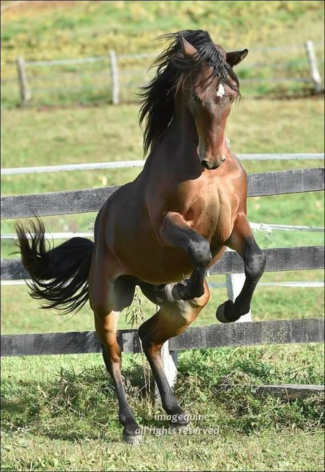 Dynamic Horse Photography, Drawing Reference Poses Animals, Horses Reference Photos, Horse Rearing Reference, Horse Running Front View, Horse Running Reference, Horse Facing Forward, Horse Standing Up, Horse Dynamic Pose