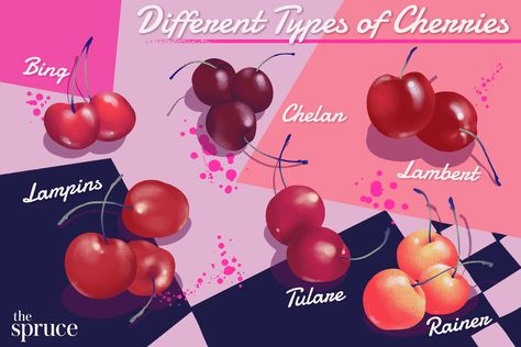 What types of sweet cherries taste the best? (Hint: They're all delicious.) Explore the look, taste, and timing of this favorite summer fruit. Types Of Cherries, Bing Cherries, Diet Inspiration, Cool Beans, Frozen Cherries, Sour Cherry, Fresh Cherries, Cherry Flavor, Baking And Pastry