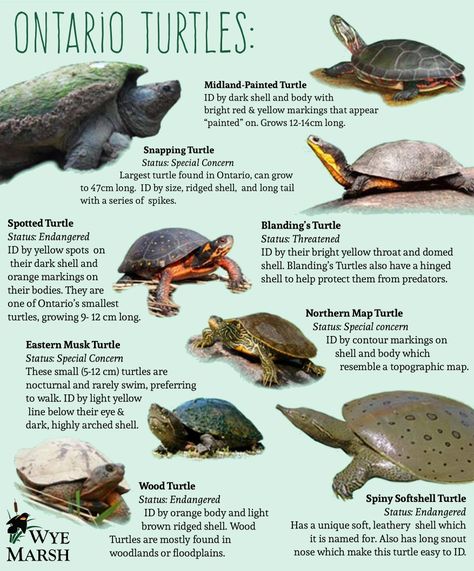 Spotted Turtle, Turtle Facts, Land Turtles, Tmnt Girls, Snapping Turtle, Turtle Drawing, Turtle Painting, Frog And Toad, Lizards