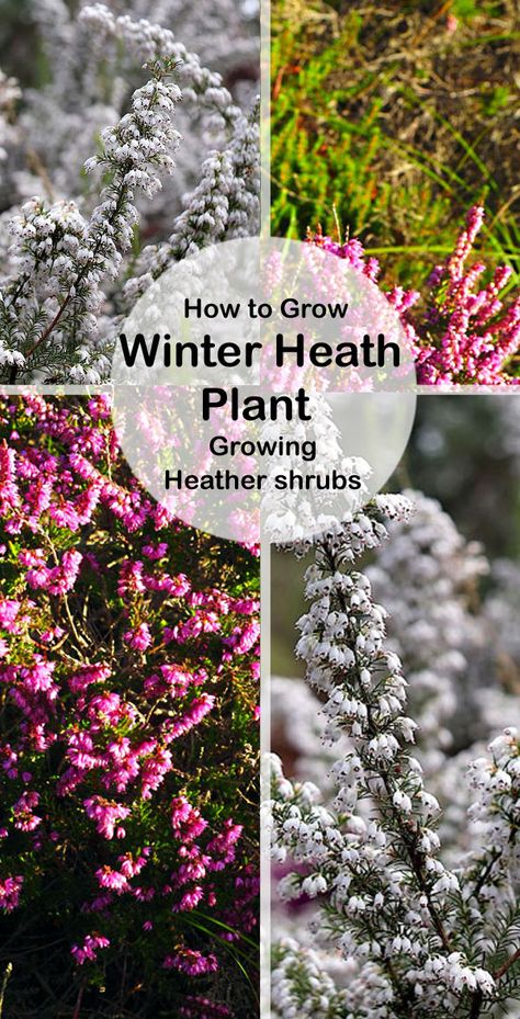 How to Grow and Care, Winter Heath Plant | Growing Heather shrubs Winter Heather Plant, Winter Heath, Bachelor Button Flowers, Angus Scotland, Heather Gardens, Shady Gardens, Winter Shrubs, Heather Flower, Heather Plant