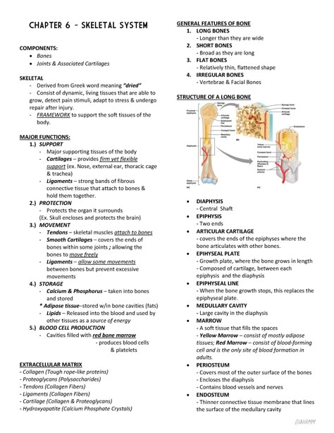 Skeletal System Anatomy Study, Human Body Skeletal System, Bones Of The Body Anatomy, Anatomy And Physiology Terminology, How To Study Anatomy And Physiology, Musculoskeletal System Anatomy, Anatomy Physiology Study, Anatomy And Physiology Bones Study, Anatomy Of Skeletal System