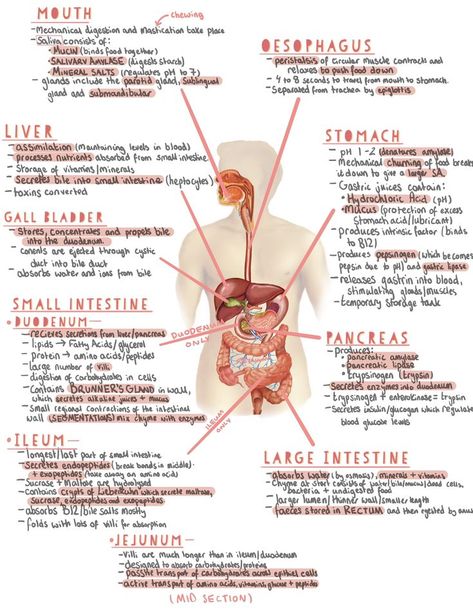 The Digestive System | Basic anatomy and physiology, Medical school essentials, Biology lessons Goodnotes Notes Ideas Anatomy, Biology Digestion Notes, Human Anatomy Goodnotes, Digestive System Nursing Notes, Basics Of Biology, Biology Notes Aesthetic Digestive System, Biology Notes Class 10 Aesthetic, Digestion Notes Aesthetic, Digestive System Anatomy Notes