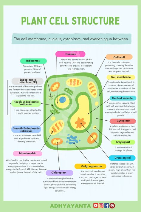 Cell biology plantcellstructure biology science education infographics studyguide nursing nursingstudent Structure Of Cell, Plant Cell Functions, Plant Cell Parts, Plant Cell Organelles, Edible Cell Project, Cell Biology Notes, Plant Cell Project, Edible Cell, Plant Cell Structure