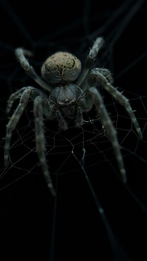 Spider Wallpaper, Uicideboy Wallpaper, Arachnids Spiders, Huge Spiders, Spider Species, Spider Man Comics, Wolf Spider, Creepy Animals, Spiders Scary