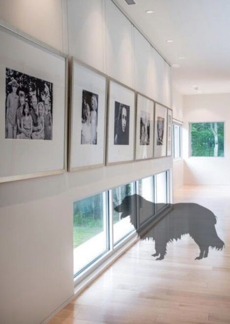 Dog Room Design, Modern Hall, Dog Window, Dog Spaces, Family Photo Wall, Animal Room, Dog Rooms, Metal Frames, Dog Friendly