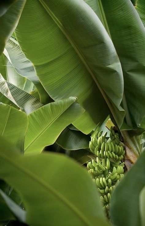 Banana Plants, Banana Tree, A Banana, Green Nature, Tropical Island, Banana Leaf, Tropical Islands, Green Aesthetic, Tropical Paradise