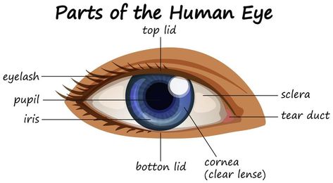 Human Eye Diagram, Eye Anatomy, Birth Colors, Eye Parts, Parts Of The Eye, Medical Doctor, Human Eye, Photos Hd, Eye Drawing