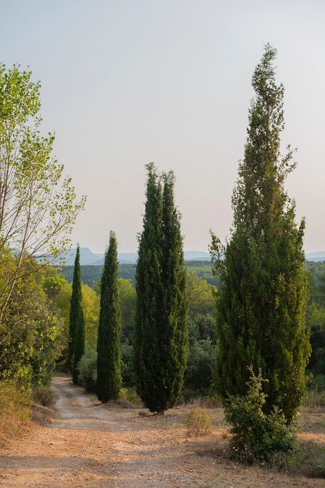 Cypress Tree Aesthetic, Cypress Aesthetic, Cypress Trees Landscape, Provence Aesthetic, Provence Farmhouse, Magi Magi, Farmhouse Rental, Retreat Space, Cyprus Trees