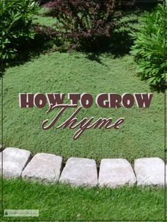 Elfin Thyme Ground Cover, Thyme As Ground Cover, Creeping Thyme Front Yard, Creeping Thyme Retaining Wall, Woolly Thyme Ground Cover, Flowering Thyme Ground Cover, Creeping Thyme Yard, Creeping Ground Cover Plants, How To Plant Creeping Thyme