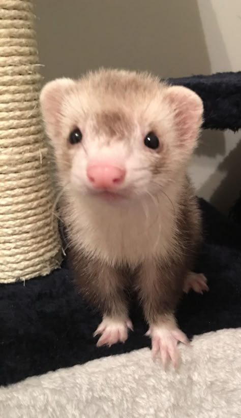 Ferret Stuff, Baby Ferrets, Funny Ferrets, A Ferret, Pet Ferret, Cute Ferrets, Dream Pet, Cute Small Animals, Cute Rats