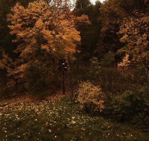 Fall Mood Board, Dark Autumn, Season Of The Witch, Seasons Of The Year, Best Seasons, We Fall In Love, Autumn Cozy, Autumn Aesthetic, Samhain