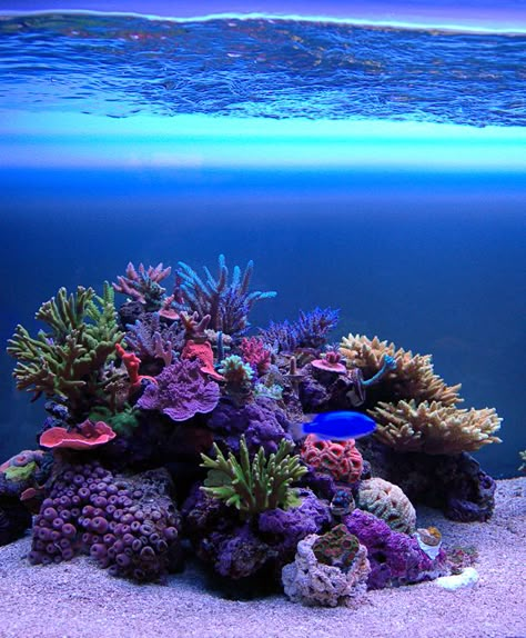 Reef Tank Aquascaping, Nano Reef Tank, Saltwater Aquariums, Coral Reef Aquarium, Reef Tanks, Marine Tank, Aquatic Ecosystem, Organization Skills, Saltwater Tank