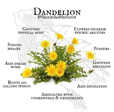 Flowers Witchcraft, Dandelion Uses, Magickal Herbs, Plant Magic, Magic Herbs, The Dandelion, Magical Herbs, Herbal Recipes, Herbal Apothecary