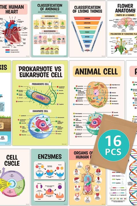 16 Science Posters for Classroom Middle School - 11x17in Science Classroom Posters, Science Classroom Decorations Middle School, Science Posters for Classroom High School, Biology Posters $16.99 Classroom Science Posters, High School Biology Classroom Decorations Ideas, Classroom Themes For Middle School Science, Highschool Science Classroom, High School Science Teacher Classroom, Middle School Science Classroom Decorating Ideas, Middle School Science Classroom Setup, High School Biology Classroom Decor, 7th Grade Science Classroom