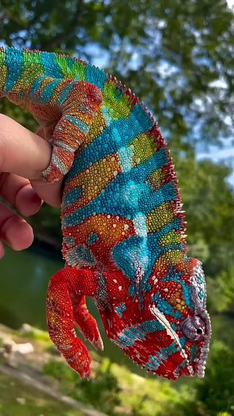 Science girl  @gunsnrosesgirl3  Subscribe  The colours of this panther chameleon Chameleon Care, Baby Panther, Panther Chameleon, Chameleon Lizard, Reptile Care, Science Girl, Interesting Animals, Chameleons, Unusual Animals