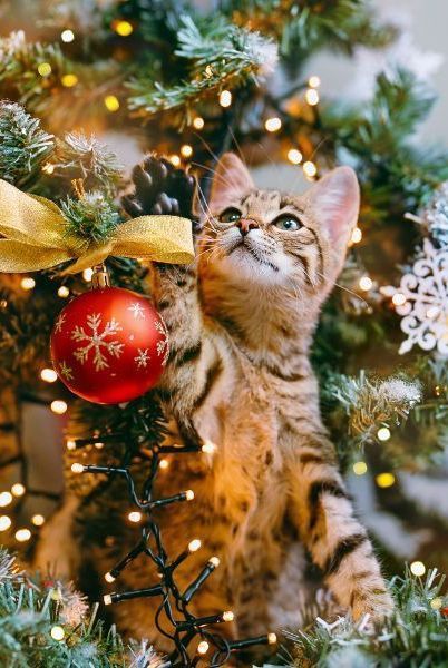 Whether you're just putting up your tree or counting down the hours until Santa's big arrival, here are the important safety measures to keep in mind for your cats and dogs this holiday season. #christmasdecor #christmastree #holidaydecor #pets #southernliving Christmas Cat Memes, Christmas Pet Photos, Excited Cat, Opening Christmas Presents, Matching Christmas Pfp Friends, Grumpy Cat Christmas, Gatto Carino, Dramatic Fashion, Cat Christmas Tree