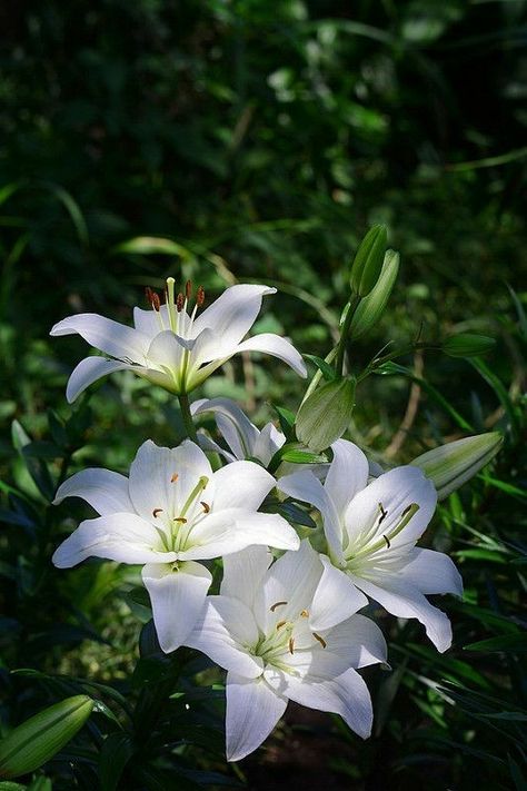 Tanaman Air, White Lily Flower, White Lily, Lily White, Beautiful Flowers Wallpapers, White Lilies, Beautiful Rose Flowers, Flower Phone Wallpaper, Lily Flower