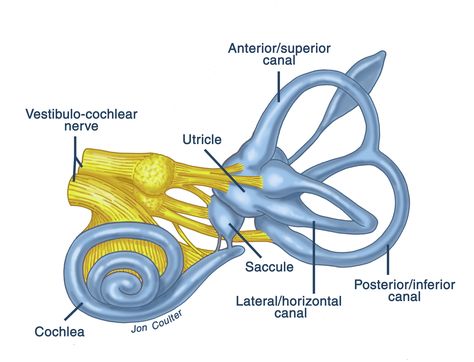 ear+anatomy | The inner ear anatomy is shown, including the semicircular canals, the ... Inner Ear Diagram, Medical Painting, Vestibular Apparatus, Inner Ear Anatomy, Ear Diagram, Earwax Candle, Temporal Bone, Ear Wax Candle, Bone Anatomy