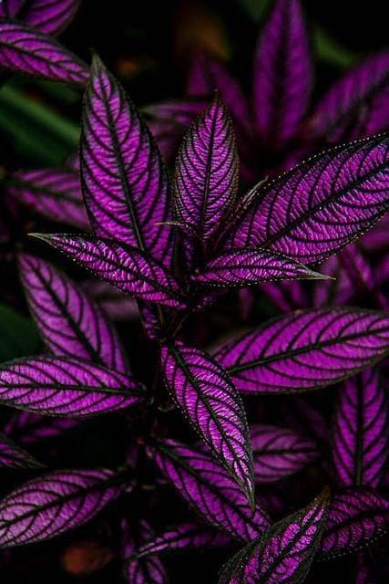 Persian Shield Plant, Full Sun Container Plants, Flower Garden Pictures, Persian Shield, Taman Air, Goth Garden, Plant Breeding, نباتات منزلية, Purple Leaves