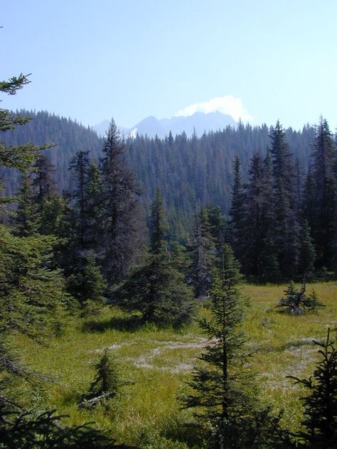 Taiga Aesthetic Nature, American Forest Aesthetic, Boreal Forest Aesthetic, North American Forest, Tiaga Biome, Taiga Biome, Taiga Forest, Temperate Forest, Forest Biome