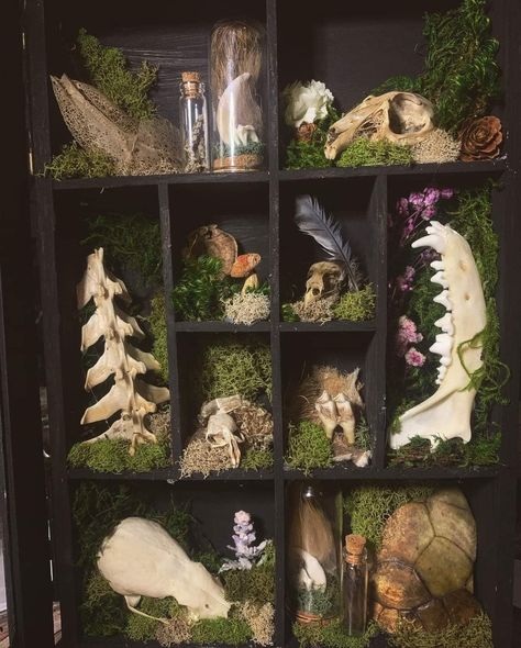 Bone Shadow Box, Curiosity Cabinet Aesthetic, Weird Shelves, Bug Pinning, Animal Skull Decor, Shadow Box Coffee Table, Oddities Decor, Spooky Crafts, Whimsical Gothic