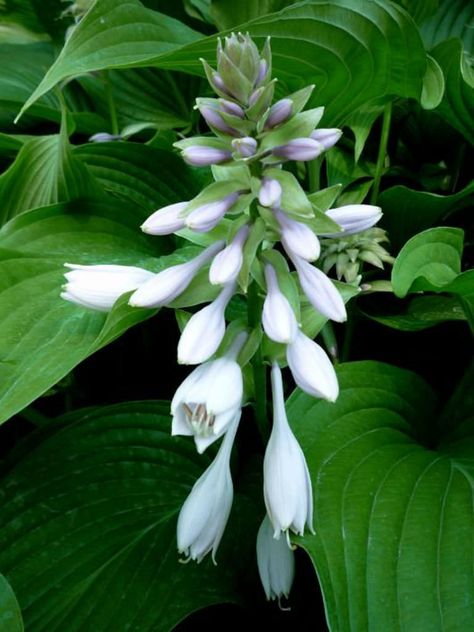 Hosta sieboldiana var. montana (Plantain Lily)  #hosta #plantopedia #FloweringPlant #flowers #FloweringPlants #flower #blooming #FlowerGarden Hosta Plantaginea, Hosta Sieboldiana, Water Rabbit, Lily Plant, Plantain Lily, Plant Names, Flower Blooming, Lily Plants, Scientific Name