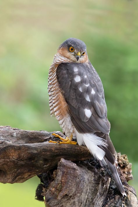 emuwren:  The Eurasian Sparrowhawk - Accipiter nisus, is a small bird of prey found throughout the temperate and subtropical parts of the Old World. Photo by Otto Ganss. Eurasian Sparrowhawk, Majestic Birds, Sparrowhawk, Bird Of Prey, Most Beautiful Birds, Kinds Of Birds, Sparrows, World Photo, Bird Pictures