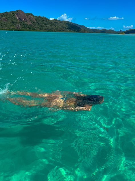 Holiday Inspiration | Hamilton Island | Swimming | insta: jadepelz_ Hamilton Island, Island Holiday, Gap Year, Summer Pictures, Holiday Inspiration, Beach Vibe, Sea Animals, Places To Travel, Swimming