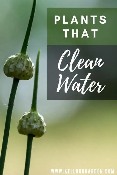 Plants that Clean Water | Kellogg Garden Organics™ Water Plants For Ponds, Small Water Gardens, Water Garden Plants, Fish Pond Gardens, Living Pool, Natural Swimming Ponds, Garden Pond Design, Diy Pond, Air One