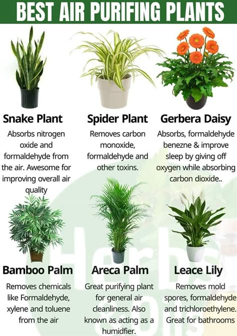 6 Best air-purifying plants from NASA clean air study. Best Air Purifying Plants, Air Purifying House Plants, Household Plants, Plant Care Houseplant, Healing Plants, Inside Plants, Home Plants, Indoor Plant Care, Growing Plants Indoors