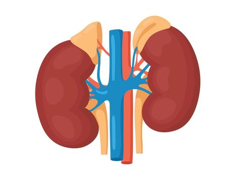 Detailed view of the kidneys and adrenal gland. anatomical and medical Function Diagram, Adrenal Gland, Dairy Free Breastfeeding, Kidney Pain, Donate Life, Pituitary Gland, Adrenal Glands, Thyroid Gland, Hair Up Styles