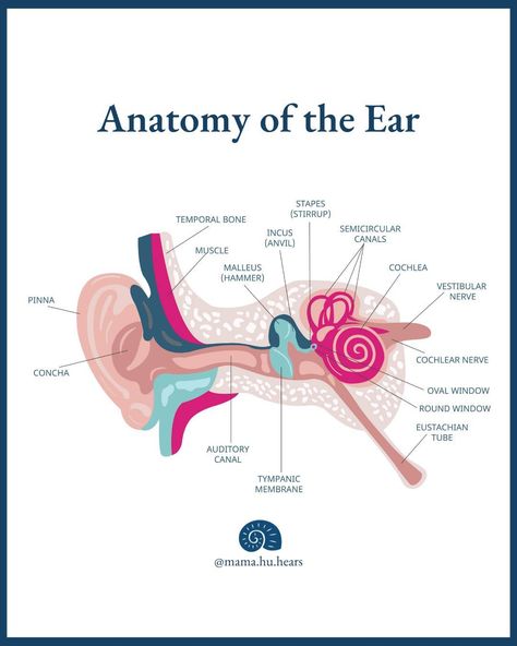 Your ear, from pinna to cochlear nerve is approximately 2-2.5 inches long. Outer Ear: Sound waves are collected by the pinna, funneled down through the ear canal and hits the eardrum (tympanic membrane) causing it to vibrate. Middle Ear: The vibrations from the eardrum send three little bones into action, transferring signals to a spiral-shaped shell/bony covered organ called the cochlea. Inner ear: Tiny hair cells within the cochlea take the sound vibrations and transform them into ele... External Ear Anatomy, Tympanic Membrane, Ear Anatomy, Tiny Hair, Ear Sound, Long Outer, Outer Ear, Middle Ear, Ear Canal